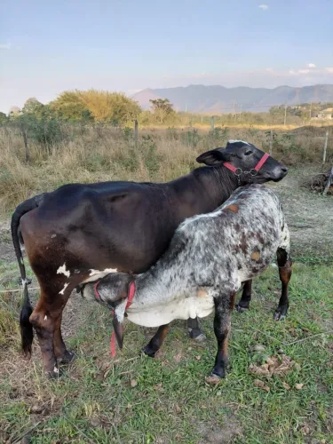 VACA + GARROTE