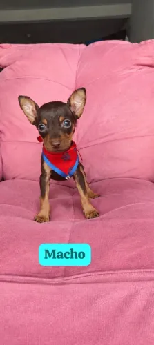 Pinscher 58 dias vacinado macho e fêmea 