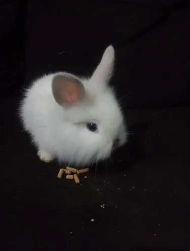 Vende-se filhotes de coelhos 