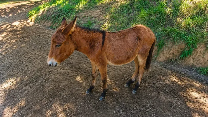 Burro Castanho porte pequeno 1 ano e 8 meses ideal p mini fazendinha