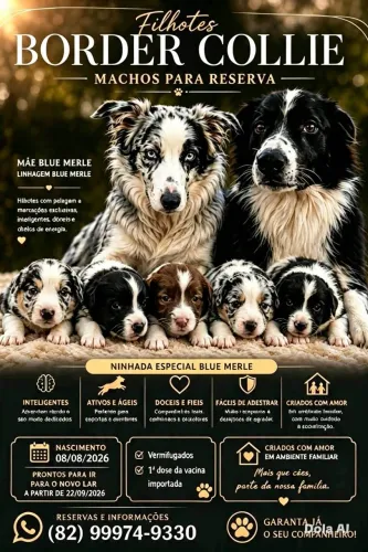 Vendo Filhotes de Border Collie (MACHOS)