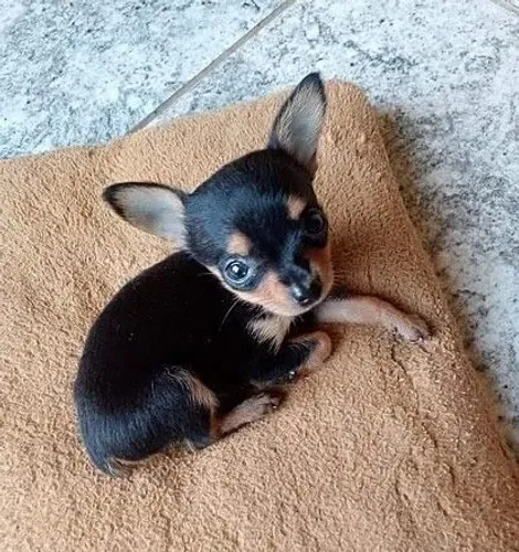 Zero pinscher mini fêmea e macho pedigree 