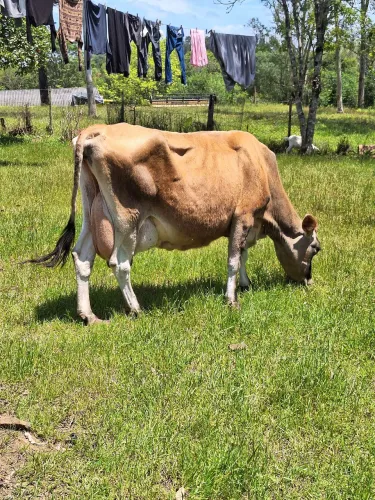 Vaca Gersey 