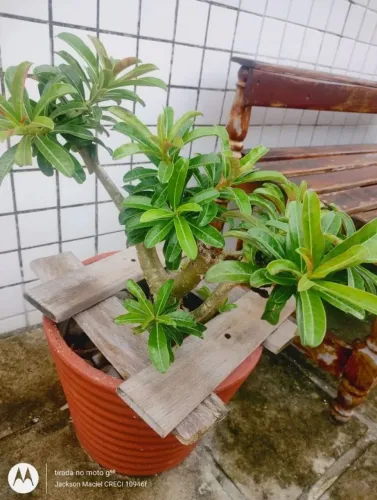 Vaso para jardim