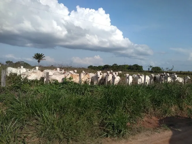 400 hectares com pasto pra gado no Pará por R$4 milhões fica passando Capanema
