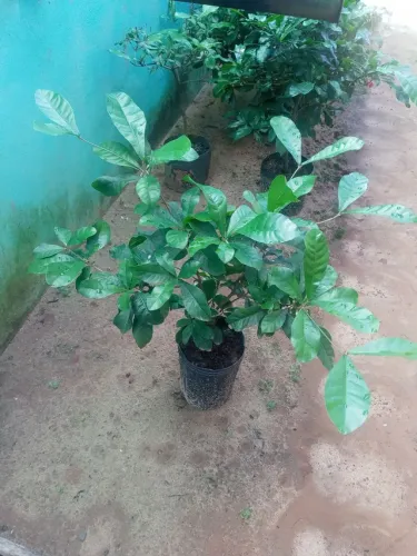Fruta do milagre produzindo