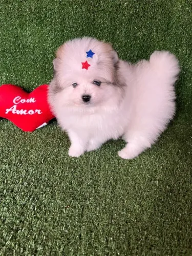 Lulu da pomerania anão baby face
