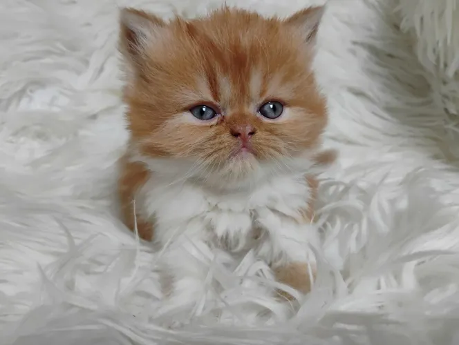 Filhote de gato persa 