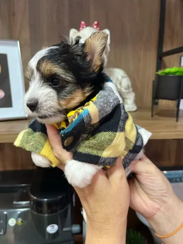 York Tricolor Micro - Um pet especial para uma família especial!