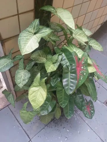Planta ornamental syngônio muda