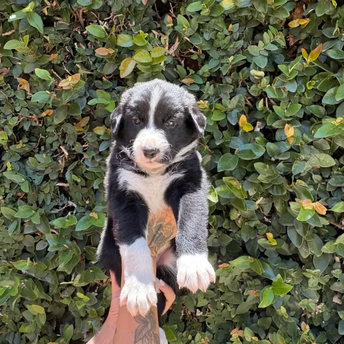 Filhotes de border collie a venda