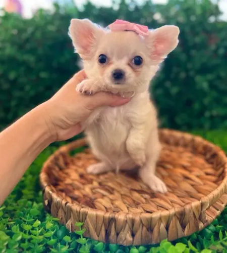 Chihuahua  campeã, e pais importados 