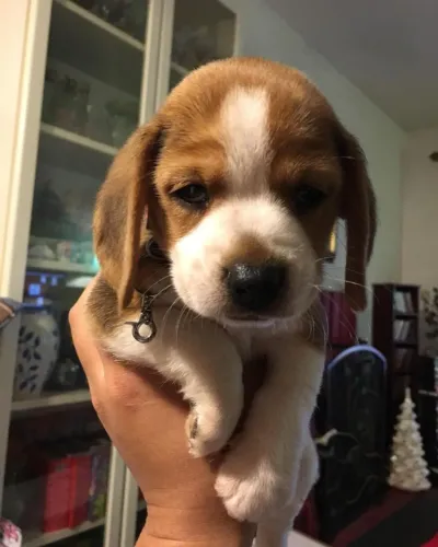  Beagle Energia e carinho em um só pet