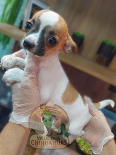 Chihuahua pelo curto macho 