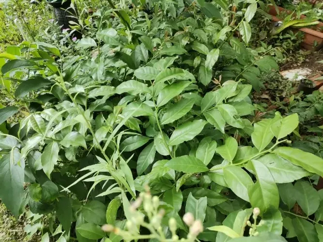 Ora Pro Nóbis folhas frescas