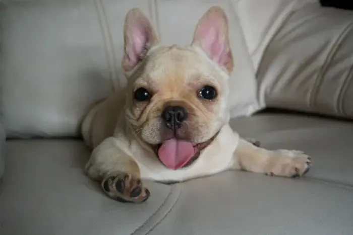 Bulldog francês para seu colo quentinho 