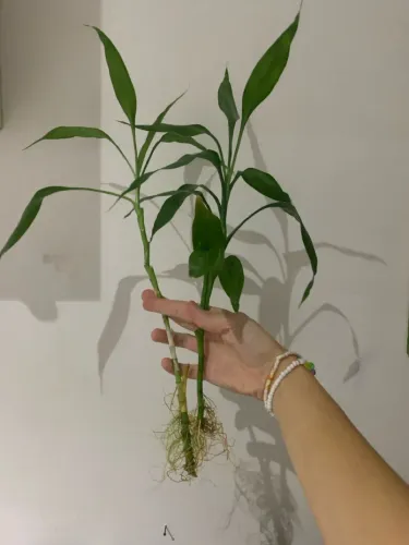 Bambu da Sorte com Raízes e outras plantas