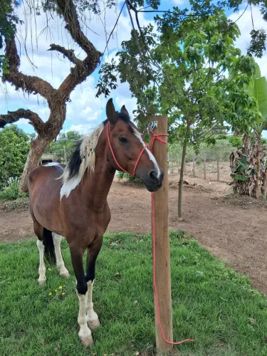 Cavalo Manga larga Machador 