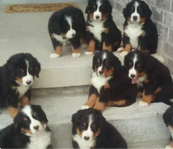 Bernese Mountaing dog temos raças de micro, pequeno, medio e grade porte 