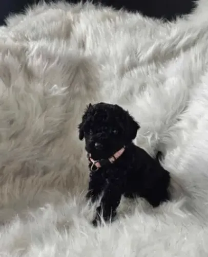 Poodle toy pequeno e cheio de amor
