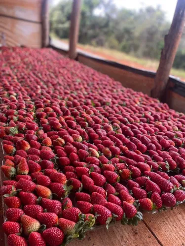 MORANGO CONGELADO 1kg / 10kg 