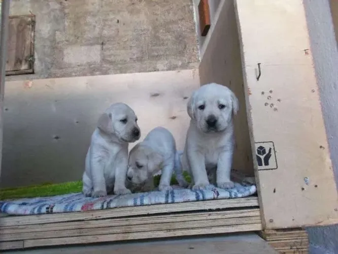 Labrador - Fêmeas disponíveis com pedigree - Somos loja física - Entre em contato