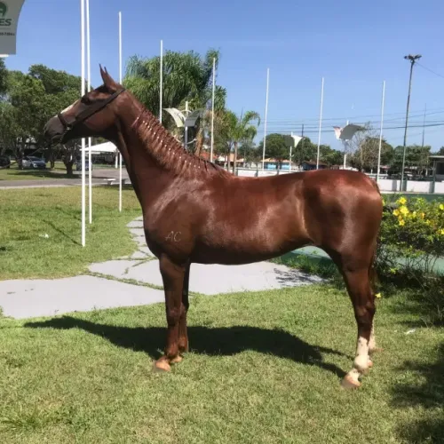 Egua Mangalarga Paulista