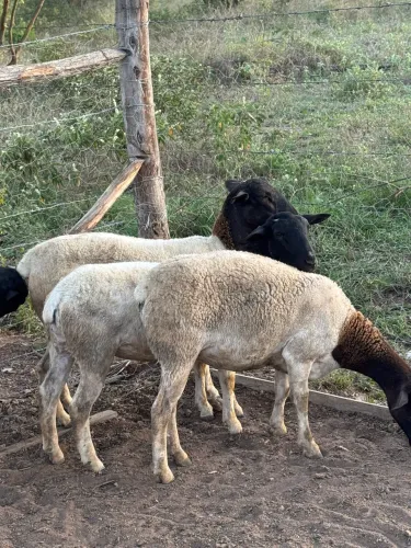 Carneiro e ovelhas Dorper 