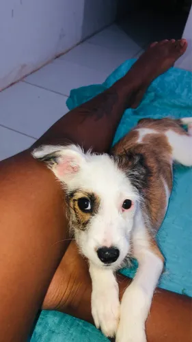 Estou doando uma cachorrinha filhote 