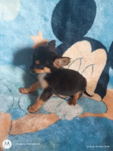 Machinho chihuahua pelo longo