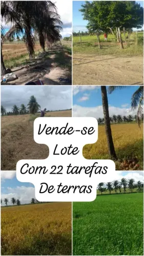Vende-se lote 22 tarefas, TERRA DE PLANTIO DE ARROZ