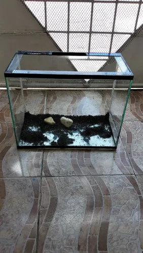 Aquário de 60l, ótimo pra decoração.