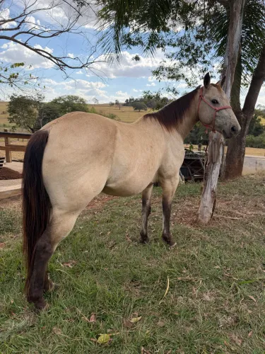 Cavalo Quarto de Milha