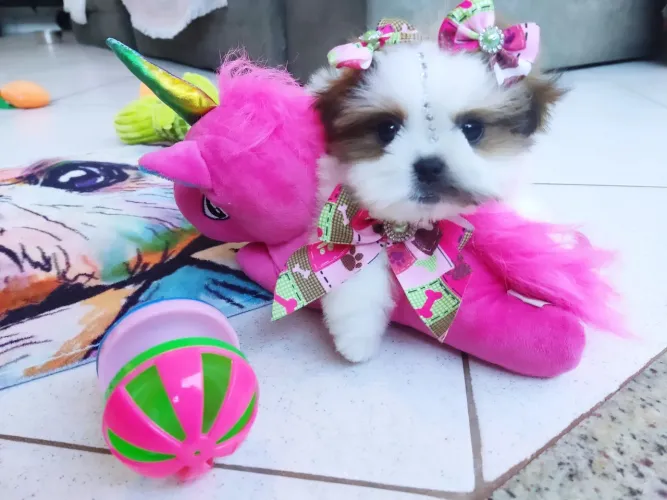 Shihtzu lindos com vacina importada de melhor qualidade