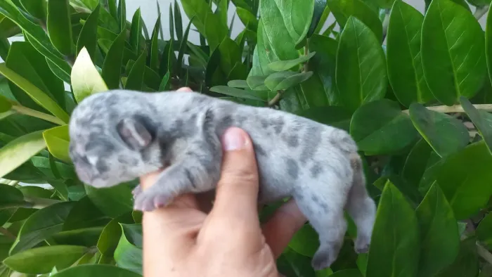 Bulldog francês filhotes lindíssimos