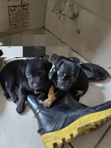 Vendo casal de pincher
