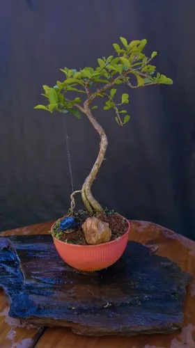 Bonsai de acerola estilo literati 