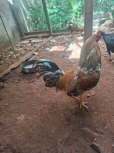 Galo / frango caipira com 1 ano