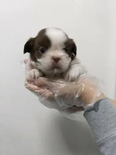 Filhotes de Shih Tzu com Garantia em Contrato