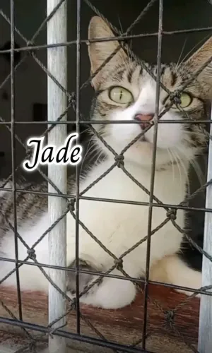 JADE PARA ADOÇÃO 