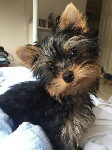 Filhotes De Yorkshire Terrier - Pequenos Companheiro Cheio De Vida
