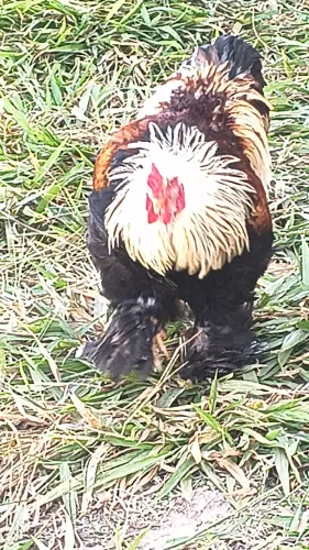 Galo Ornamental raça Brahma Salmão