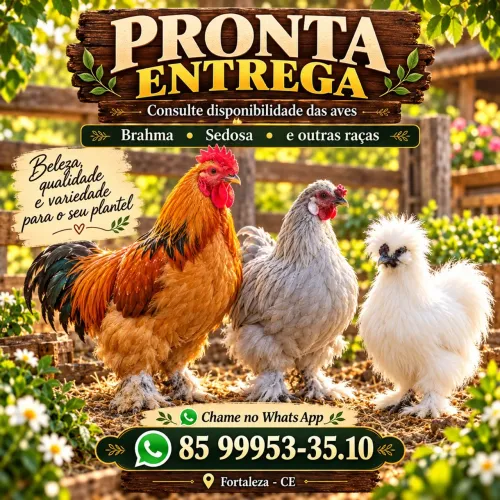 VENDA DE GALINHAS ORNAMENTAIS - RAÇAS ESPECIAIS!