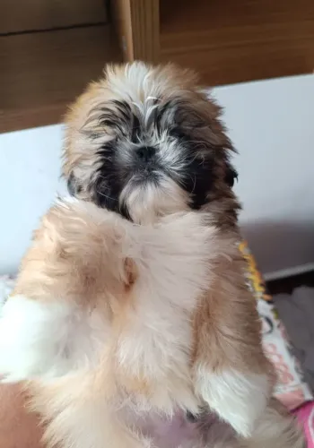 Cachorro shth-tzu