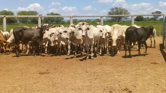 Fazenda a venda de 3.150 Hectares em Jaíba, MG