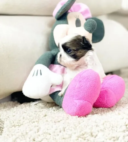 Shih tzu Filhotes de mini shih tzu machos e Femeas alto nível!!