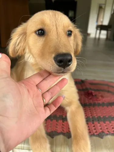 Golden Retriever macho 6 meses