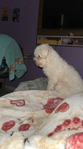 Procura-se NAMORADA para um poodle 