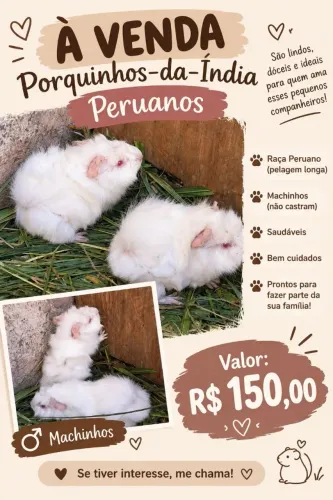 Porquinhos da índia