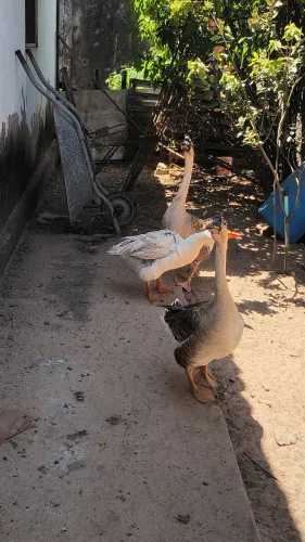 Venda de casal de ganso sinaleiro,Africano,novos,bom para tomar conta de quintal, são lin